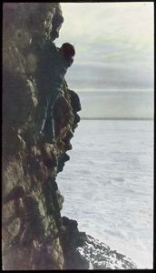 Image: Climbing Cliff after eggs of Black Guillemot